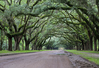 Oak trees tunnel - Wormsloe Plantation, Savannah, Georgia