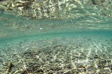 Yellowfin goatfish swim on the seabed of the Fakarava atoll.  A mulloidichthys vanicolensis in the Pacific Ocean.  A paradise on an exotic island.