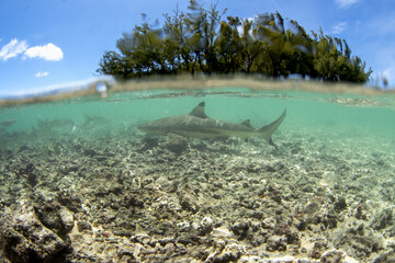 A blacktip reef shark is swimming near the surface of the Fakarava atoll. A common shark is often seen near the island. Clear water with the sharks. 