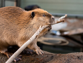 Unreleasable North American Beaver under the care of professionals, holding and chewing a branch