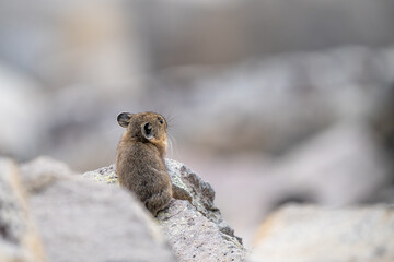 American Pika on Mount Baker, Ochotona princeps taylori in Rocky Pacific Northwest Habitat