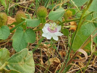 White flower and green leaves 