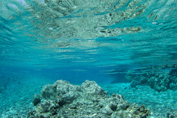 A reef needlefish is swimming in clear ocean water. The school of fish looks like a needles. Strongylura incisa swim near the Fakarava Atoll.