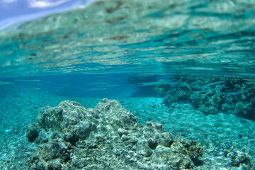 A reef needlefish is swimming in clear ocean water. The school of fish looks like a needles. Strongylura incisa swim near the Fakarava Atoll.