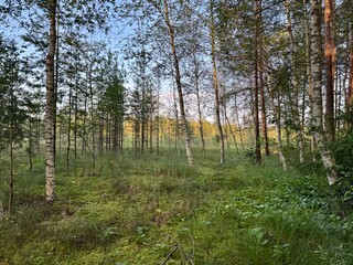Obraz premium Scenic view of birch trees growing in a swamp with reflective water and natural vegetation