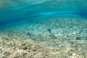 A yellowfin surgeonfishs are swimming near the Fakarava atoll.  A shoal of acanthurus mata fish is feeding in the shallow water. A paradise on an exotic island.