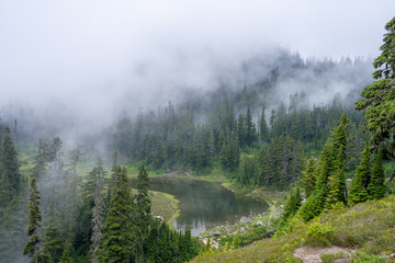 Cloudy Forest at Mount Baker, Misty Pacific Northwest Wilderness Landscape