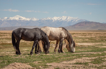 Three wild horses grazing in the Utah desert