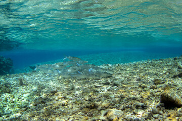 Acute jawed mullet in shallow water at Fakarava Island. A shoal of Neomyxus leuciscus is swimming on the sandy seabed.