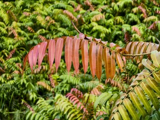 Kalakai plants (Stenochlaena Palustris) in the morning © RMX IMG