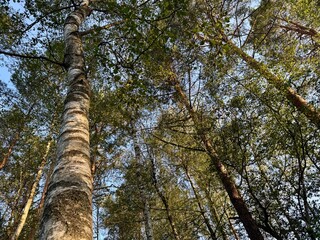 Fototapeta premium Aerial view of a birch forest with lush green leaves creating a natural pattern 