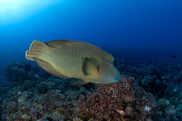 A humphead wrasse is swimming above the seabed. A napoleon fish is swimming near the Fakarava atoll. A cheilinus undulatus in the Pacific Ocean.
