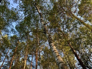 Fototapeta premium Aerial view of a birch forest with lush green leaves creating a natural pattern 