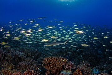 A grey reef shark is patrolling the Fakarava atoll. A Carcharhinus amblyrhynchos in the Pacific Ocean.  A paradise on an exotic island.