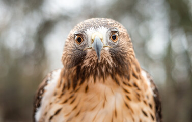 Fototapeta premium Close-up portrait of Red-Tailed Hawk staring at the camera