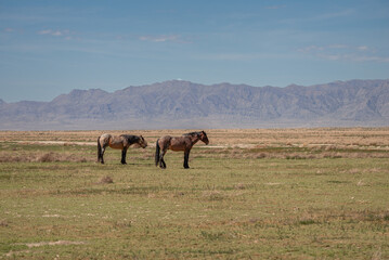 Two wild mustangs standing together in the Utah, USA desert