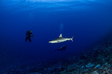 A grey reef shark is patrolling the Fakarava atoll. A Carcharhinus amblyrhynchos in the Pacific Ocean.  A paradise on an exotic island.