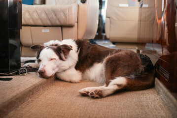 Senior 15 year old border collie sleeping on private Jet, wearing a reusable diaper