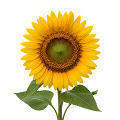 Obraz premium Vibrant Sunflower: Close-up Photo of Yellow Sunflower on Black Background