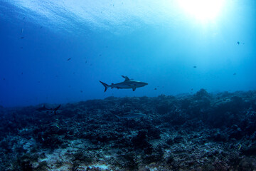 Obraz premium A group of grey reef sharks near the bottom of the ocean, next to the Fakarava atoll. School of sharks during the dive. Medium-sized sharks in French Polynesia.