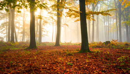 Obraz premium Autumn Forest Sunlight Landscape with Fog and Red Leaves