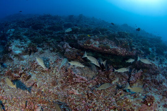 A school of longface emperor is swimming in the coral garden. A lethrinus olivaceus is swimming in clear water at Fakarava Atoll. A emperors on the bottom. 