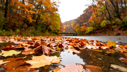 Autumn Leaves on Wet Road with Bridge Background
