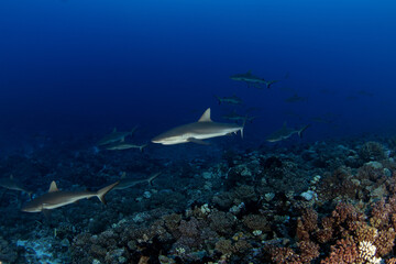 A group of grey reef sharks near the bottom of the ocean, next to the Fakarava atoll. School of sharks during the dive.  Medium-sized sharks in French Polynesia.