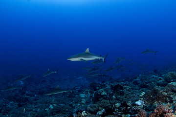 Obraz premium A group of grey reef sharks near the bottom of the ocean, next to the Fakarava atoll. School of sharks during the dive. Medium-sized sharks in French Polynesia.
