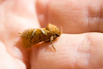 Ampfer-Wurzelbohrer (Triodia sylvina)