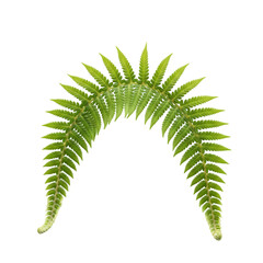 Vibrant Green Fern Frond: Botanical Illustration, Nature Photography, Plant Design Element
