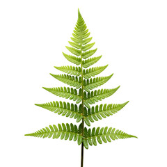 Vibrant Green Fern Leaf: Nature's Perfect Symmetry