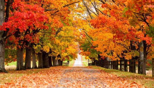 Vibrant Autumn Road: Red and Gold Maple Leaves Line Country Lane