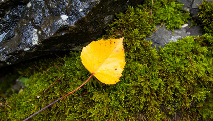 Yellow Leaf on Mossy Rocks