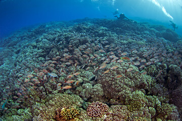 A school of humpback snappers is swimming in the coral garden. A Lutjanus gibbus is swimming in clear water at Fakarava Atoll. A red paddletail in a large group.