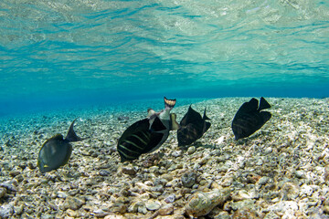 A sailfin tangs are swimming near the Fakarava atoll.  A shoal of Zebrasoma velifer fish is feeding in the shallow water. A paradise on an exotic island.
