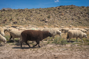 One dark brown sheep in a flock of white sheep in the desert