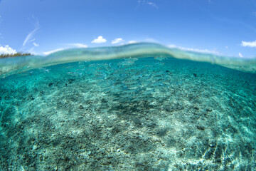 Acute jawed mullet in shallow water at Fakarava Island. A shoal of Neomyxus leuciscus is swimming on the sandy seabed.