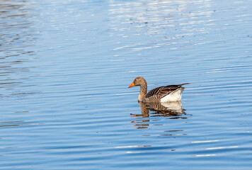 ducks enjoy the lake in the english garden
