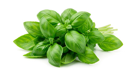 Fototapeta premium Bunch of fresh green basil leaves isolated on a clean white background