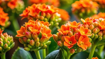 Vibrant orange Kalanchoe flowers unfolding their delicate petals in a close-up view, plant, vibrant, plant,vibrant,orange