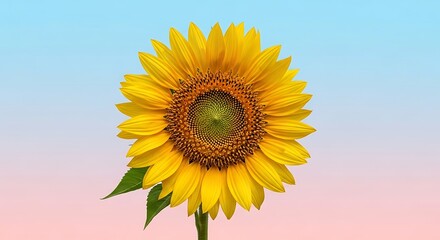 Obraz premium sunflower on blue background