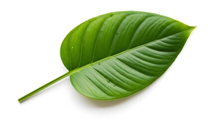 green leaf on white background