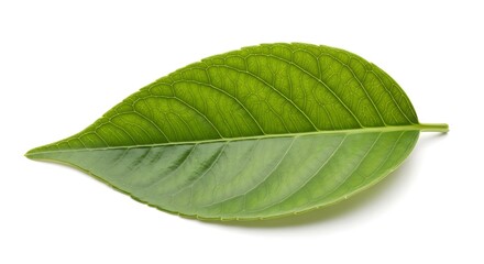 Obraz premium green leaf isolated on white background