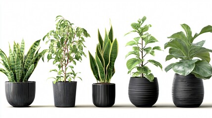 Fototapeta premium Stylish Collection of Indoor Plants in Black Pots for Modern Home Decor