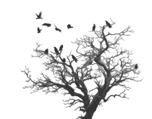 Silhouetted winter tree with birds