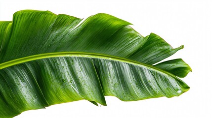 Fototapeta premium Vibrant Green Banana Leaf on White Background for Design Projects