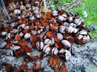 pile of coconut fiber 