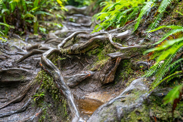 Hoh Rainforest Olympic National Park, Hiking Trail through Lush Pacific Northwest Wilderness