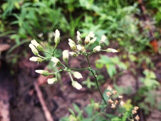 Cyanthillium grows wild in gardens 